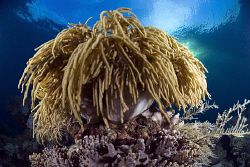 Hairy soft coral at Sangalaki island. by Erika Antoniazzo 